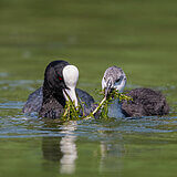 Water birds